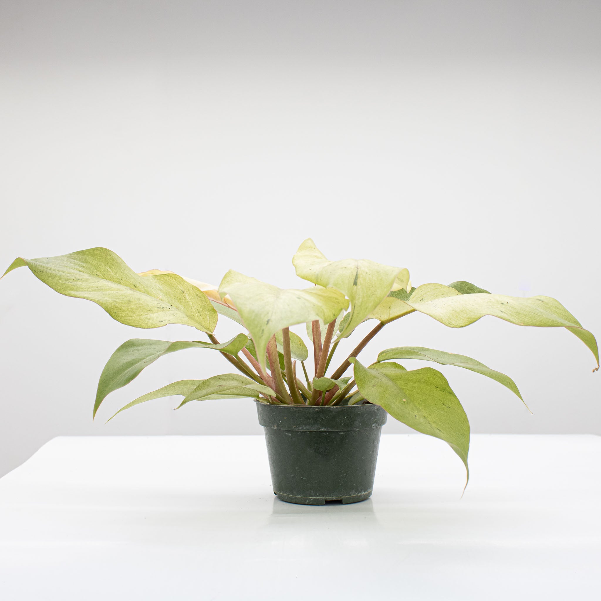Philodendron 'Snowdrift'