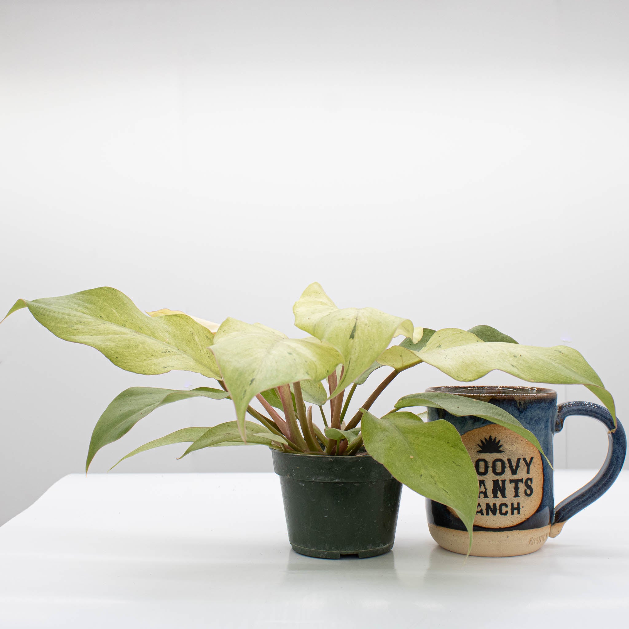 Philodendron 'Snowdrift'