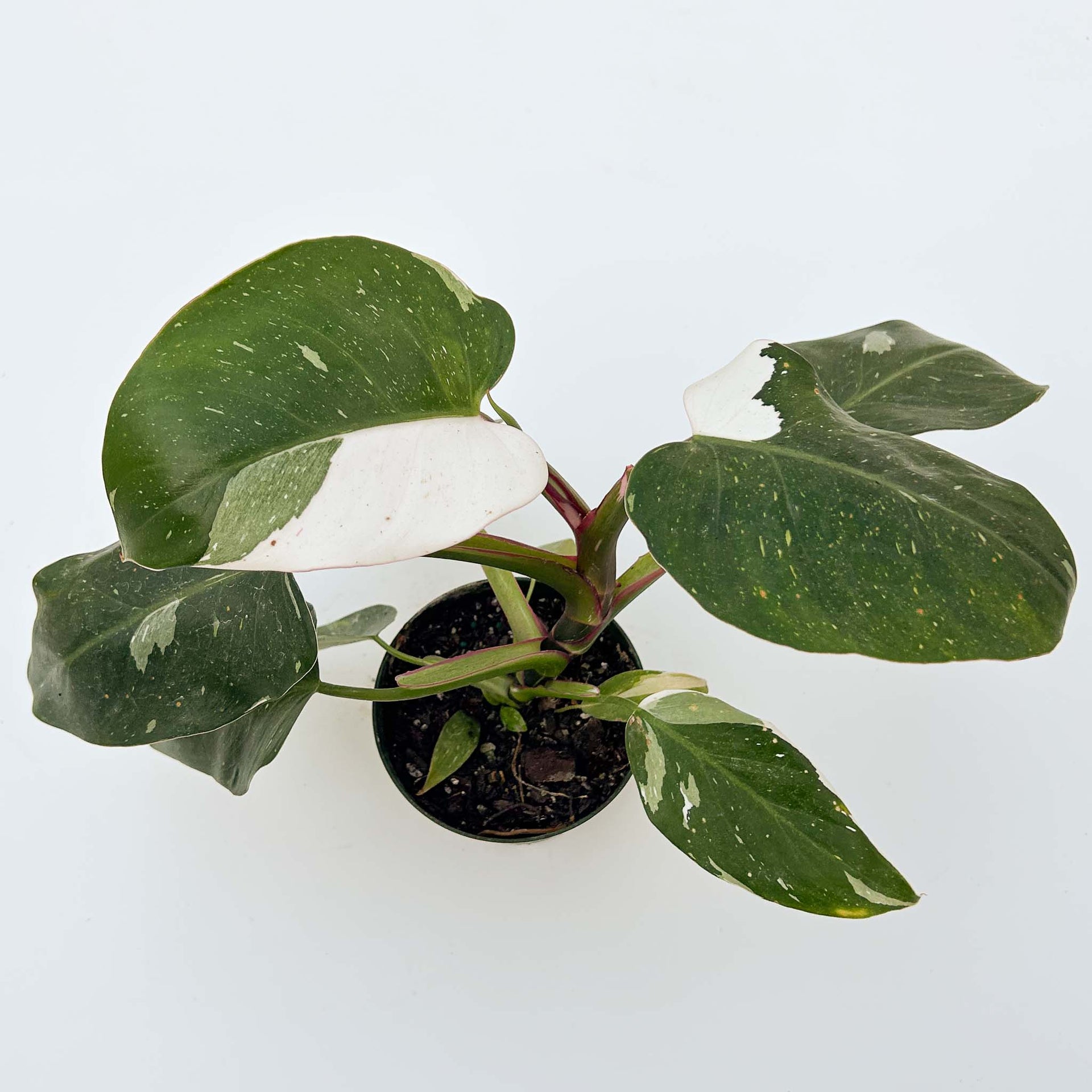 philodendron white princess price Philodendron White Princess – The Groovy Plants Ranch LLC