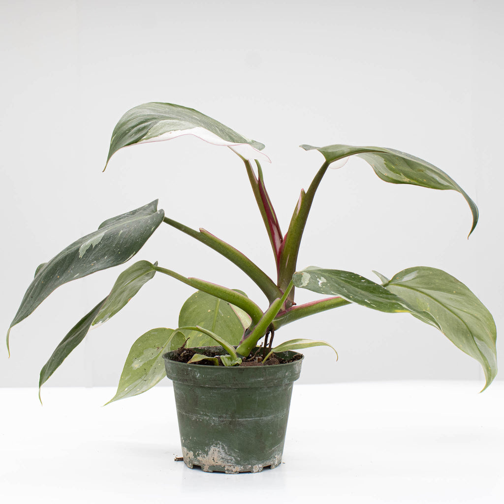 Philodendron White Princess