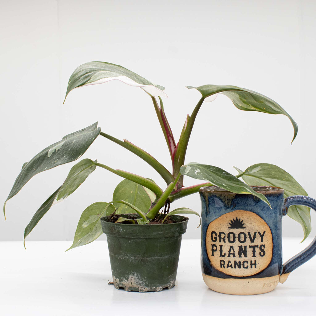 Philodendron White Princess