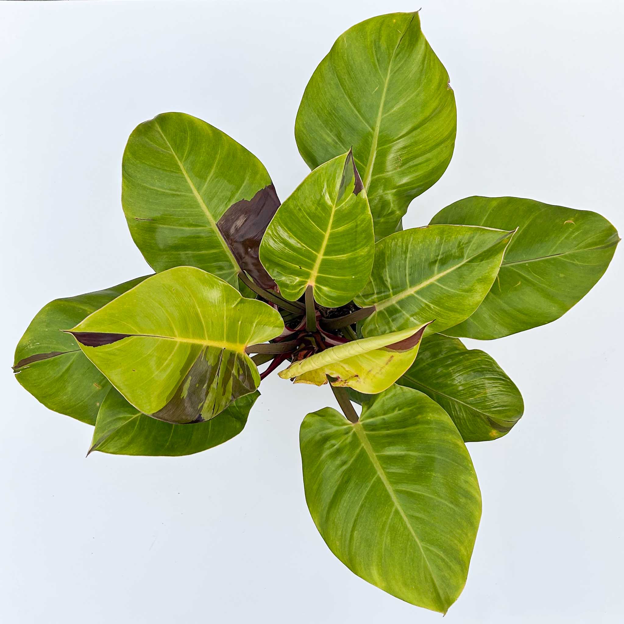 Philodendron Yellow Flame