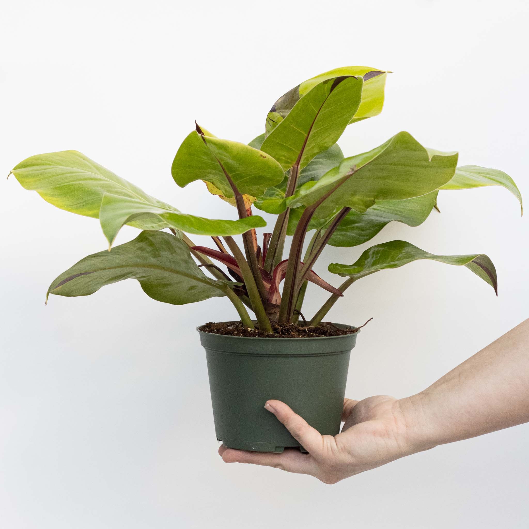 Philodendron Yellow Flame – The Groovy Plants Ranch LLC