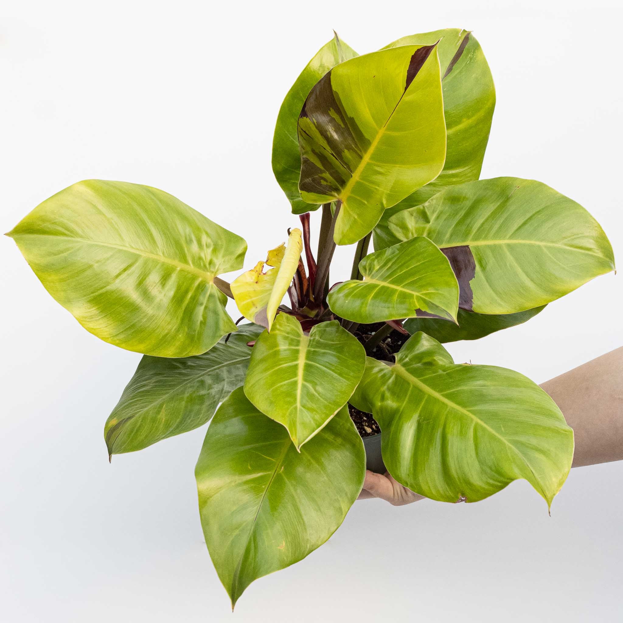 Philodendron 'Imperial Yellow Flame'3.5号 Philodendron Yellow Flame – The Groovy Plants Ranch LLC
