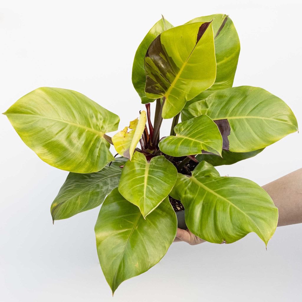 Philodendron Yellow Flame