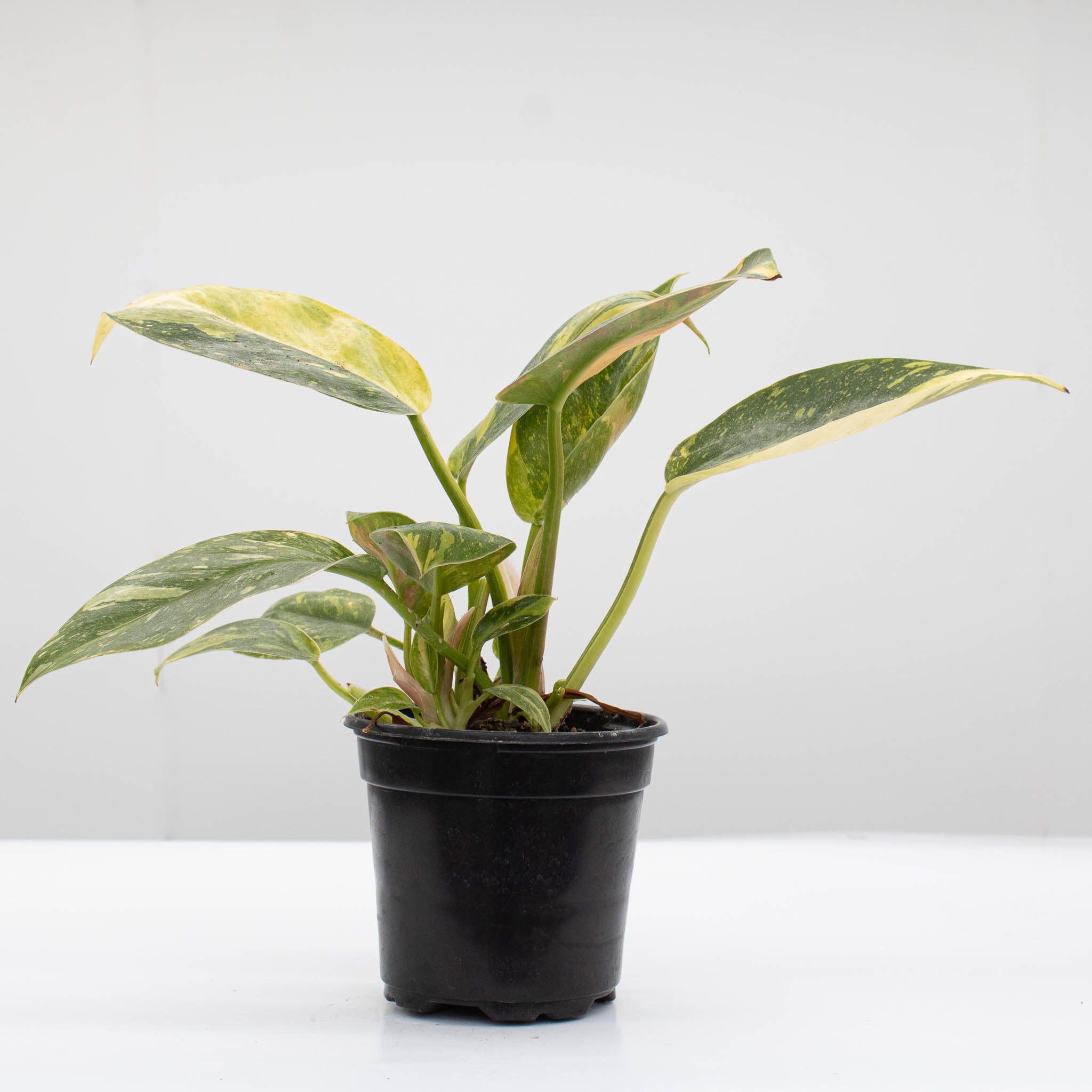 Philodendron 'Green Congo Nuclear' Variegated