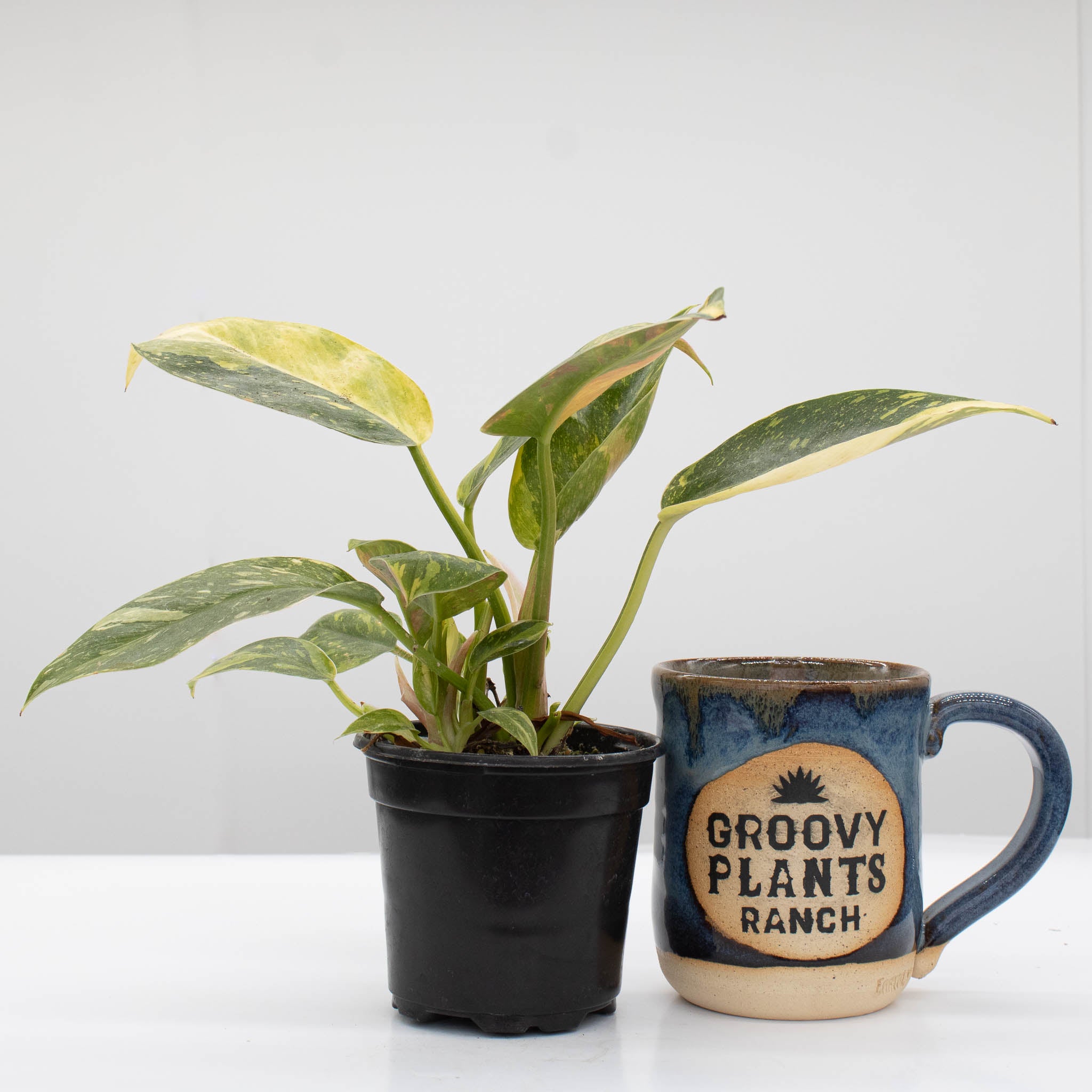 Philodendron 'Green Congo Nuclear' Variegated