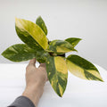 Philodendron 'Green Congo Nuclear' Variegated