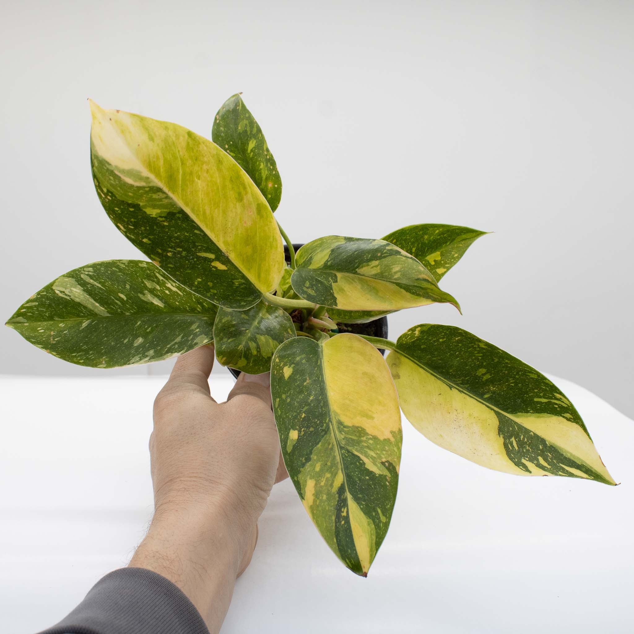 Philodendron 'Green Congo Nuclear' Variegated