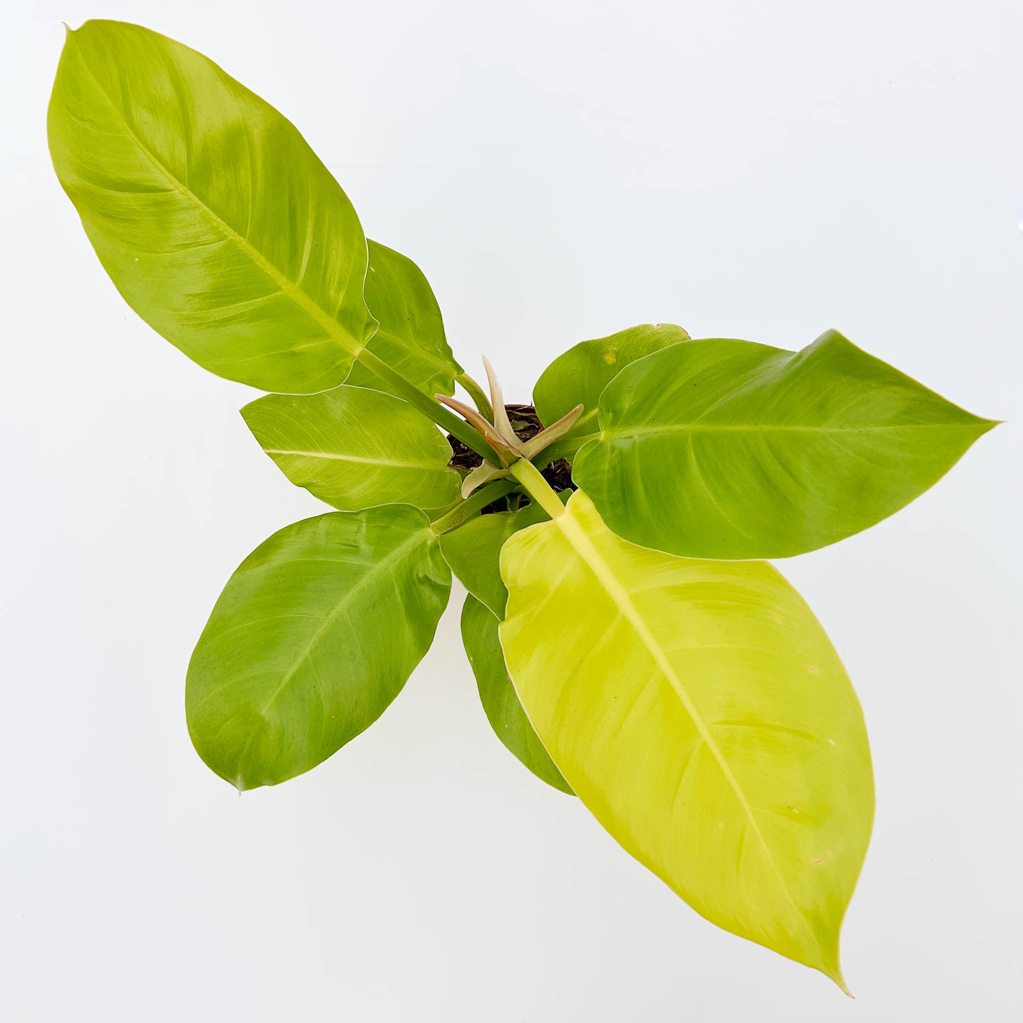 Philodendron Moonlight – The Groovy Plants Ranch LLC