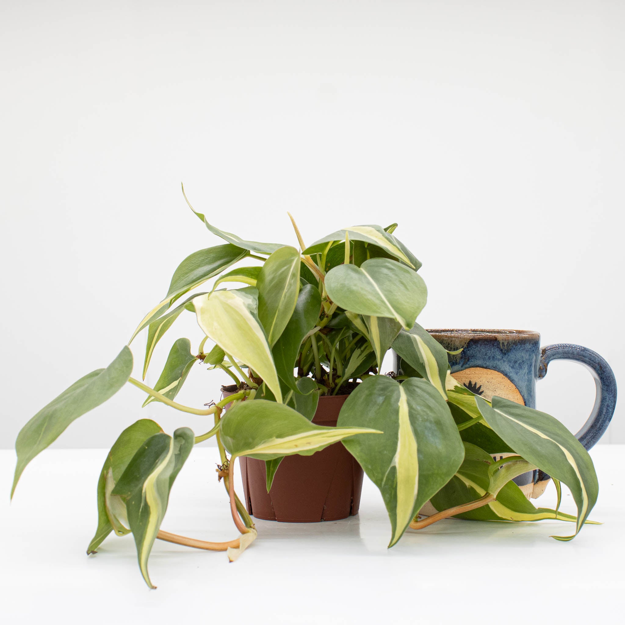 rio plant philodendron Philodendron Hederaceum 'Rio' – The Groovy Plants Ranch LLC