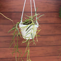 Hoya linearis