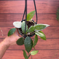 Hoya caudata