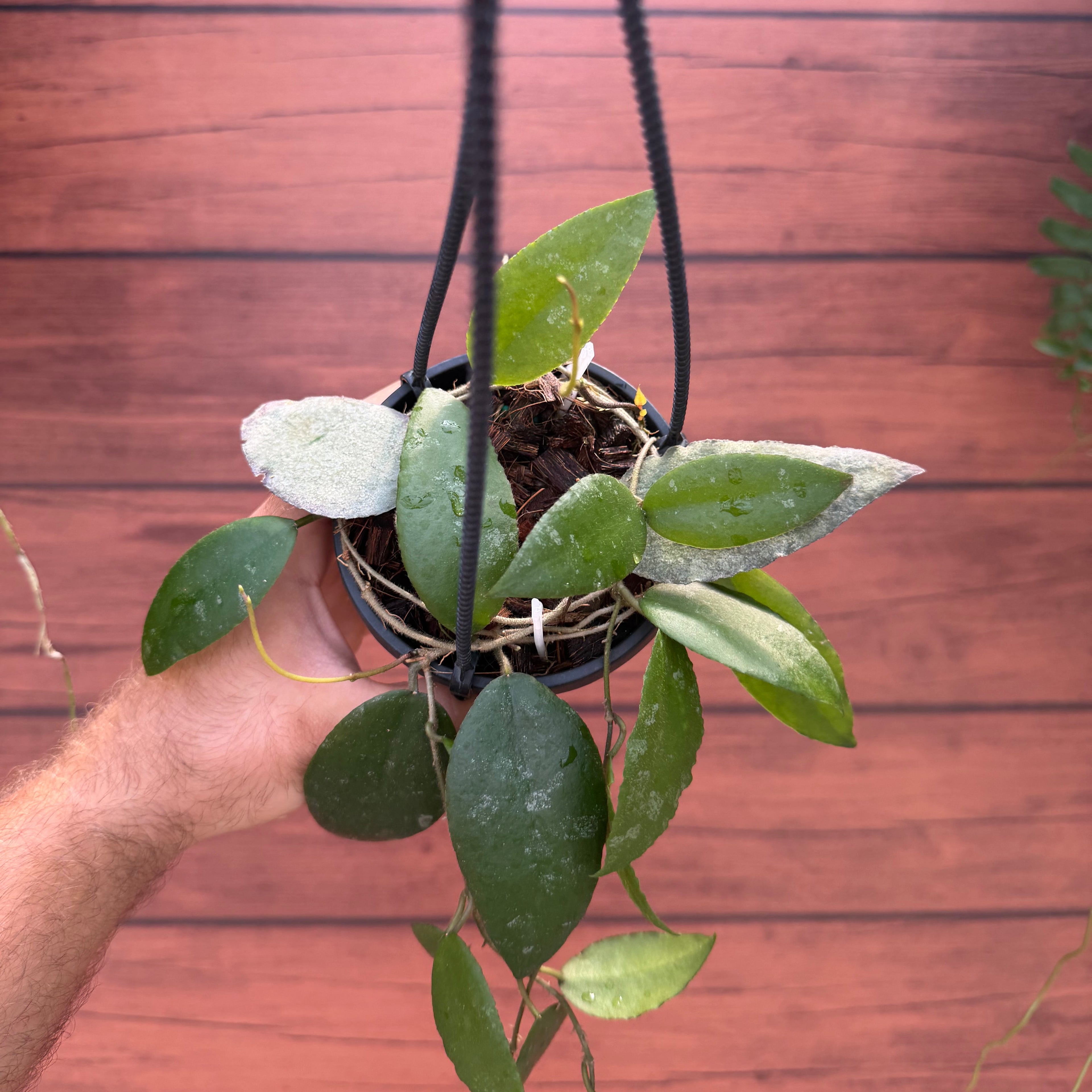 Hoya caudata
