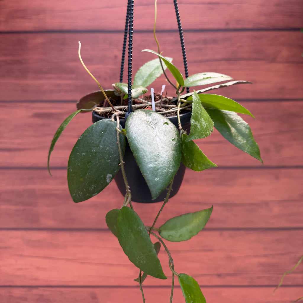 Hoya caudata