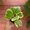 Hoya kerrii - Outer Variegated