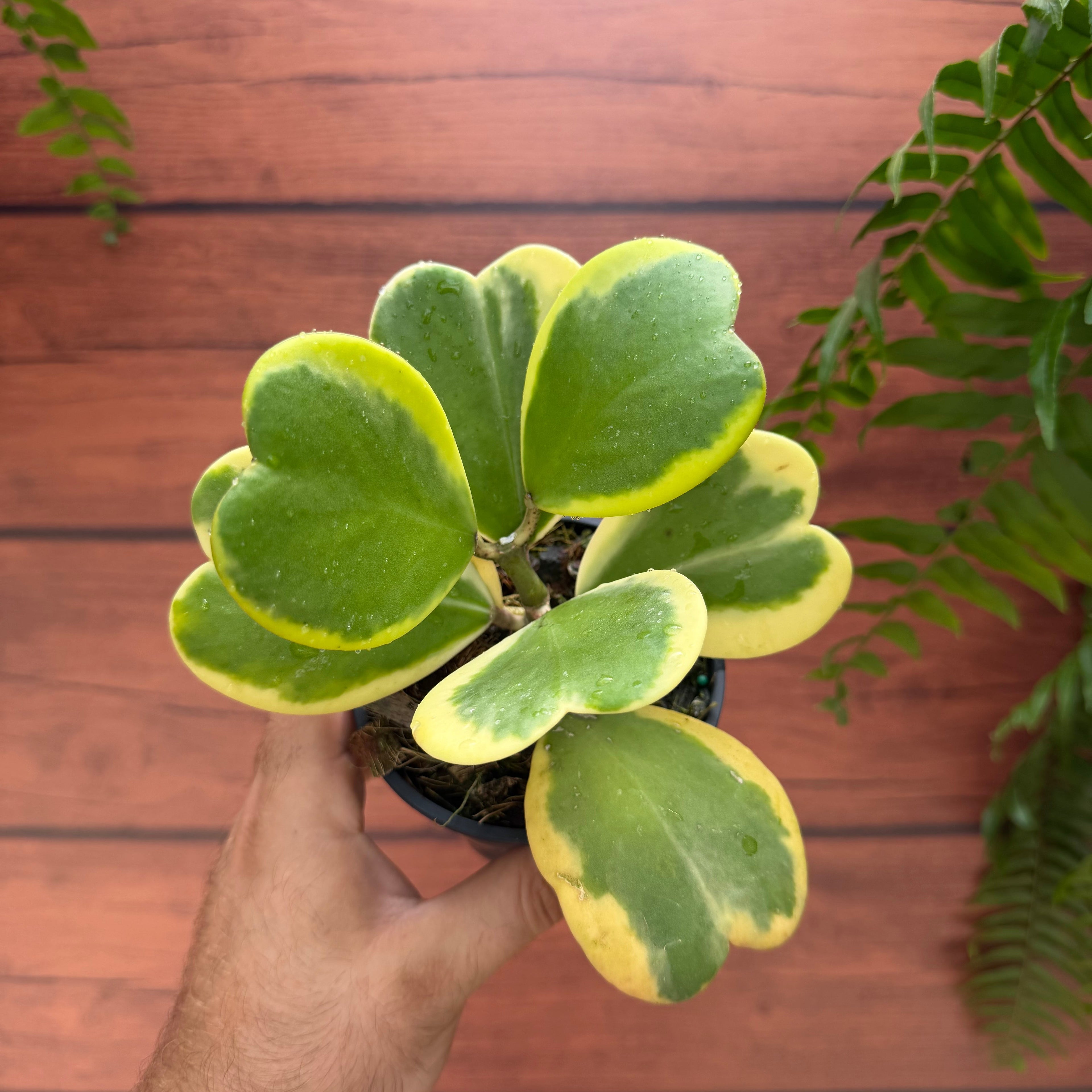 Hoya kerrii - Outer Variegated