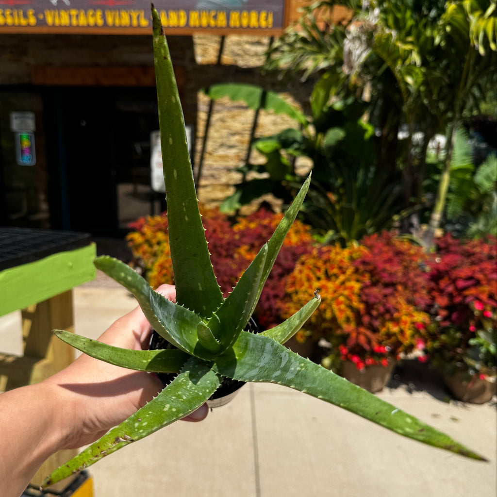 Trio of Aloe Vera