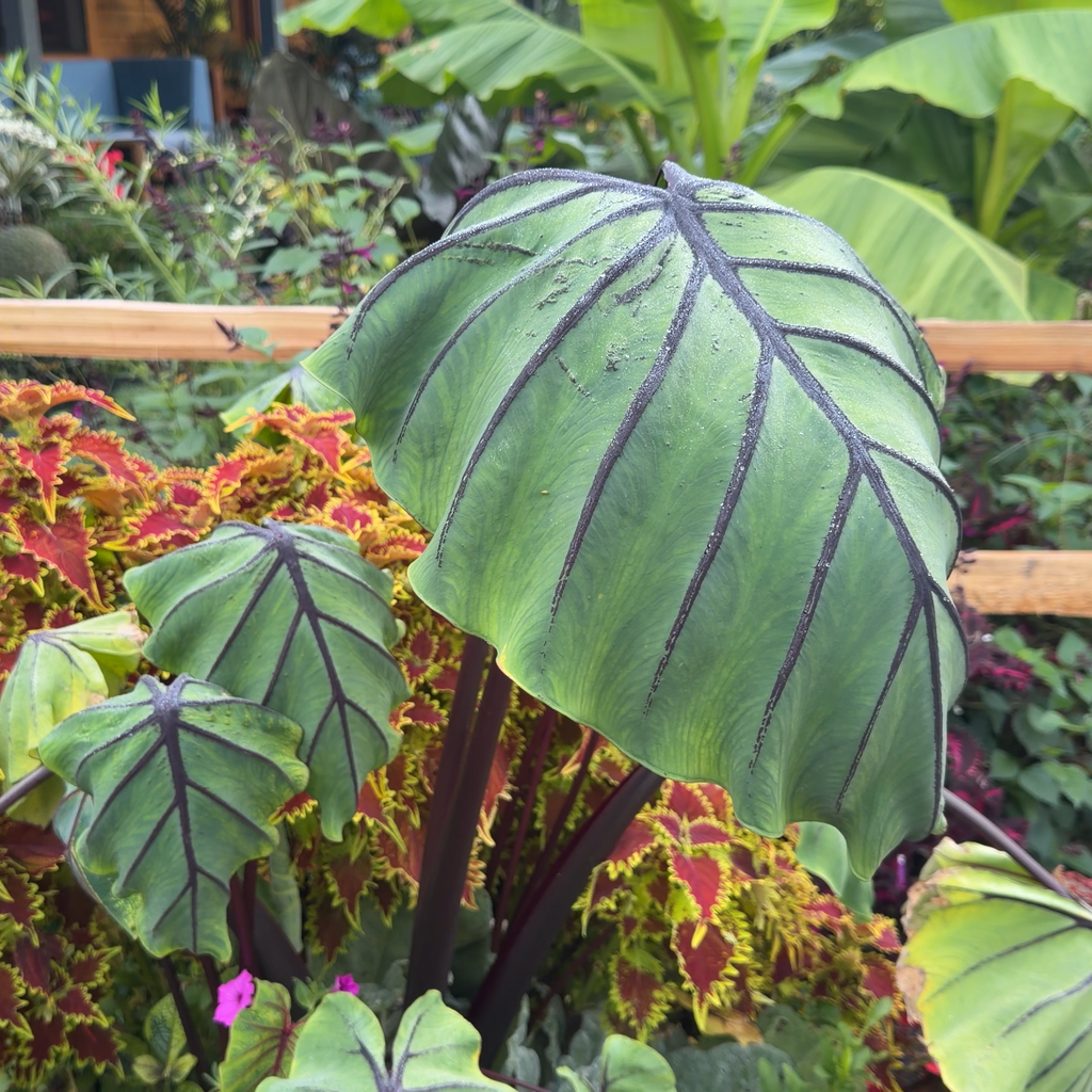 Colocasia Jurassic Jellyfish