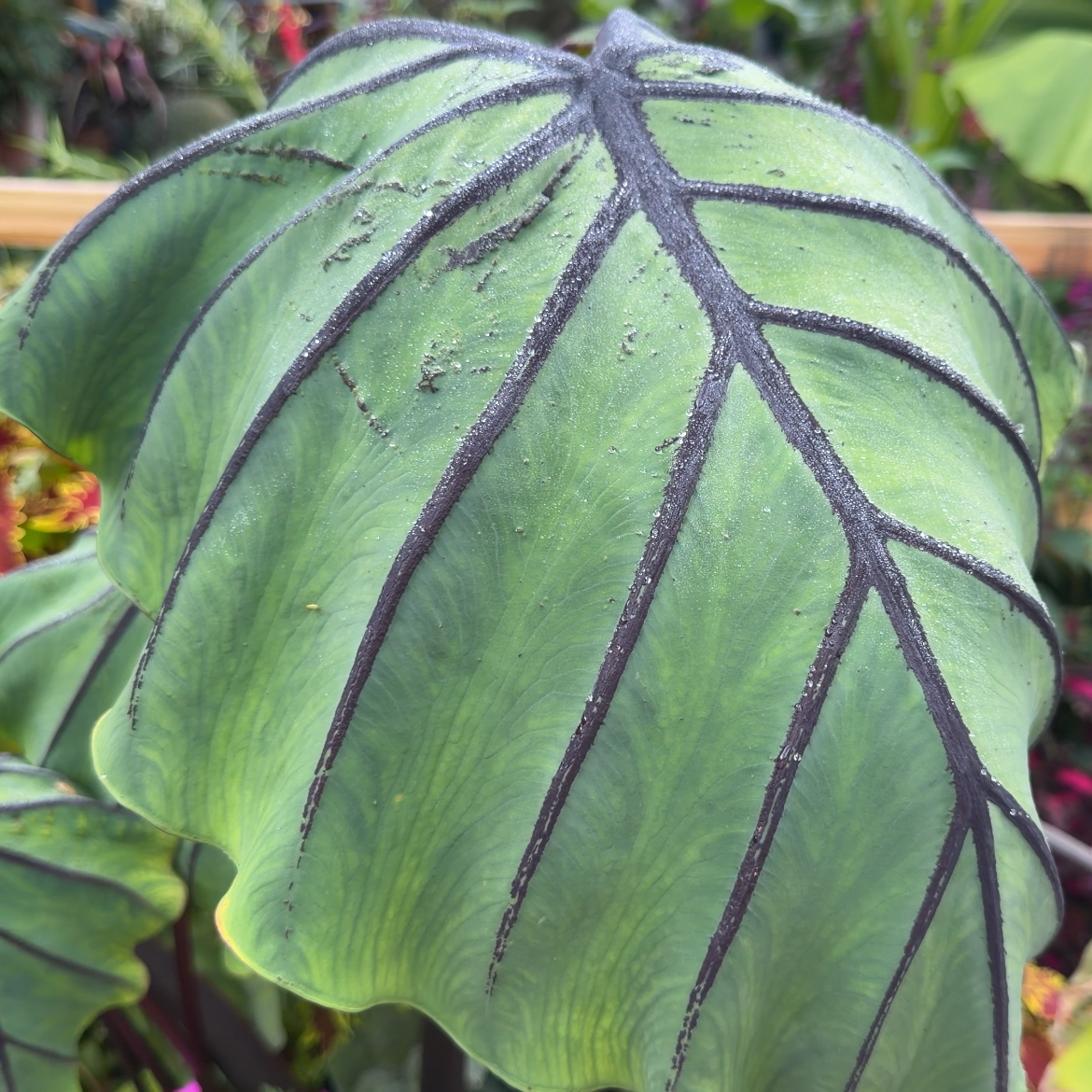 Colocasia Jurassic Jellyfish
