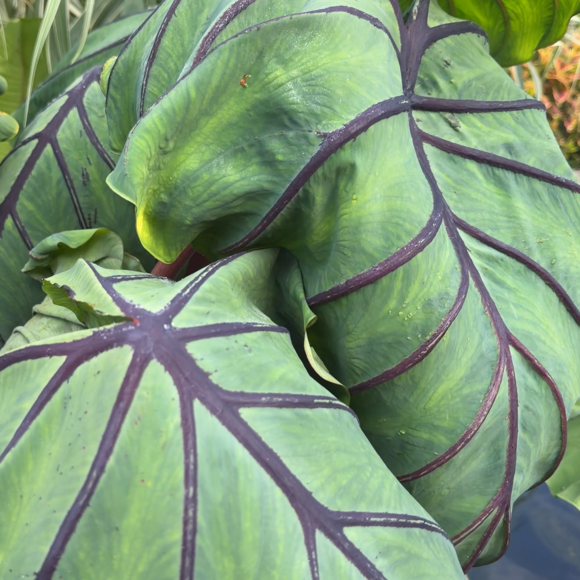 Colocasia Jurassic Jellyfish