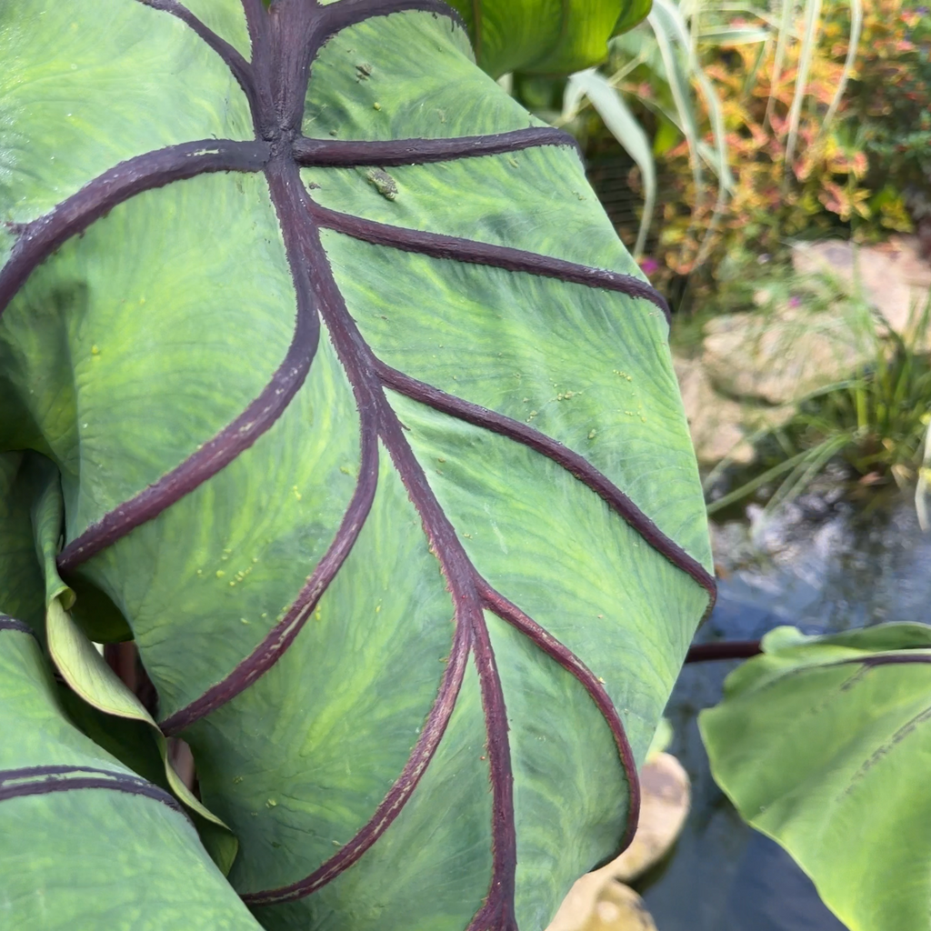 Colocasia Jurassic Jellyfish