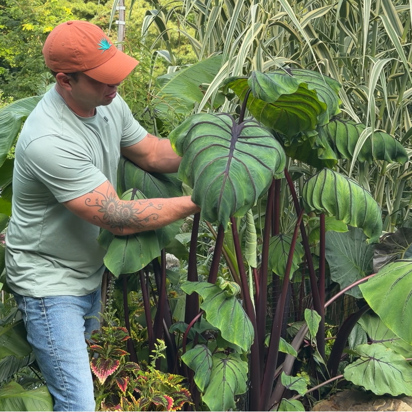 Colocasia Jurassic Jellyfish