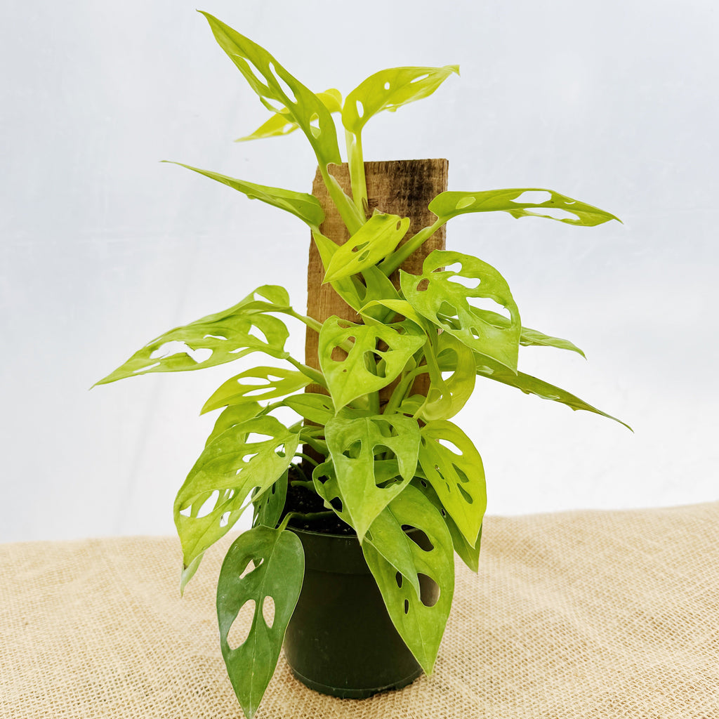 Monstera adansonii 'Neon' w/ Wooden Plank