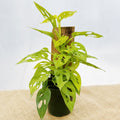 Monstera adansonii 'Neon' w/ Wooden Plank