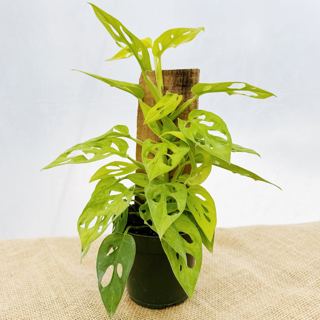 Monstera adansonii 'Neon' w/ Wood Support Plank ~ Houseplant Jubilee Exclusive