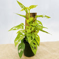 Monstera adansonii 'Neon' w/ Wood Support Plank ~ Houseplant Jubilee Exclusive