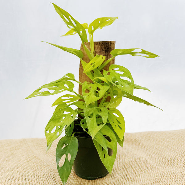 monstera adansonii grande Monstera adansonii 'Neon' w/ Wooden Plank – The Groovy Plants Ranch LLC