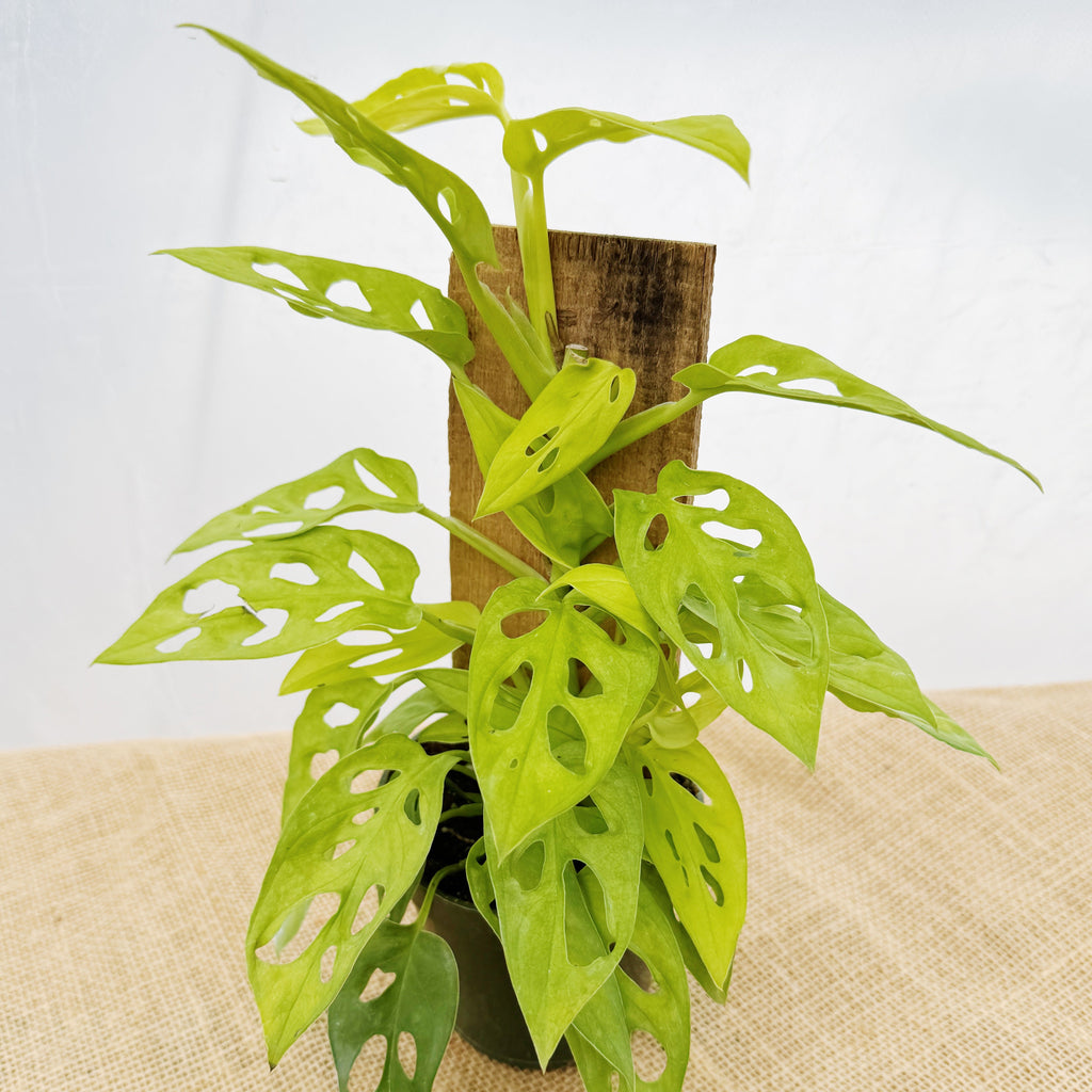 Monstera adansonii 'Neon' w/ Wooden Plank – The Groovy Plants Ranch LLC