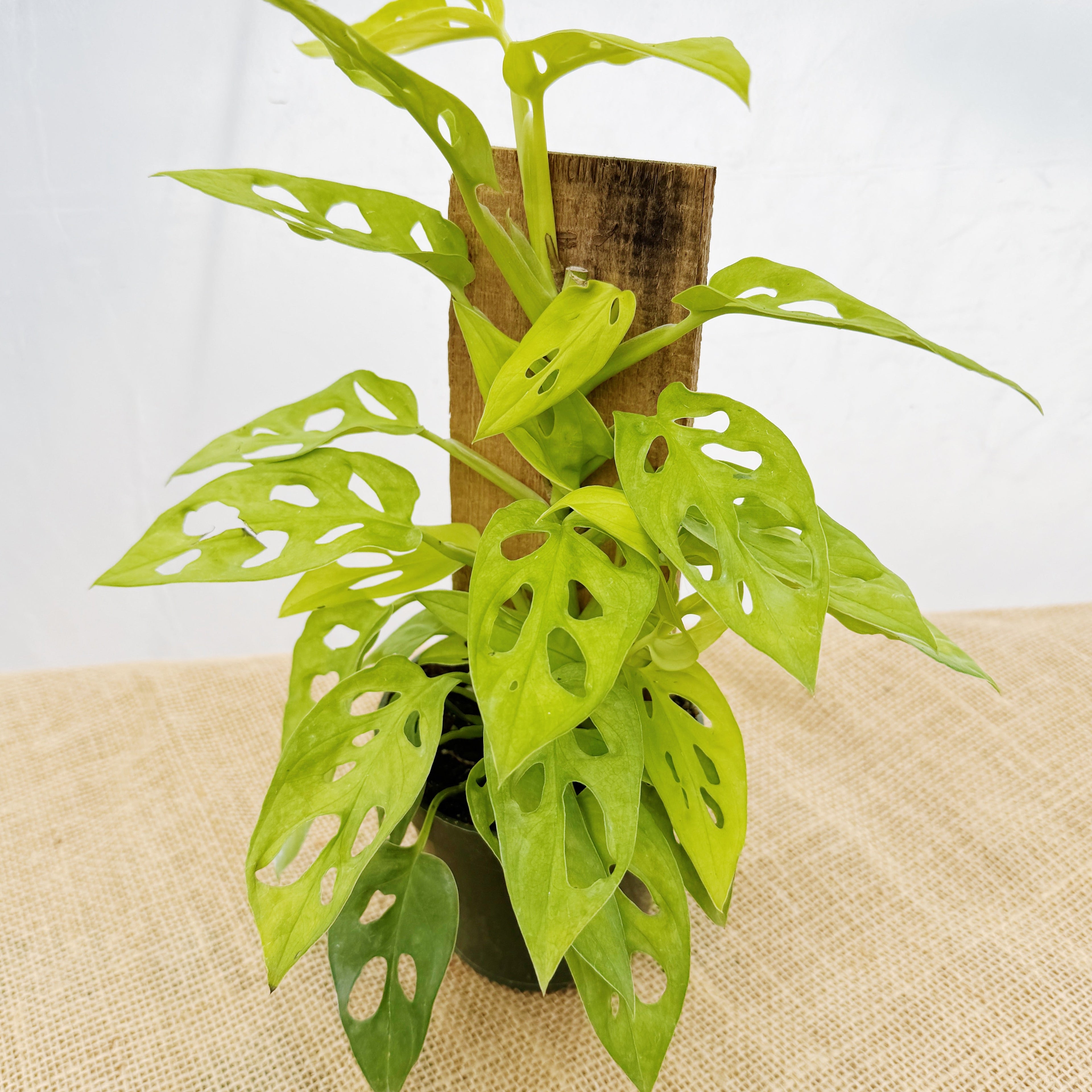 Monstera adansonii 'Neon' w/ Wood Support Plank ~ Houseplant Jubilee Exclusive