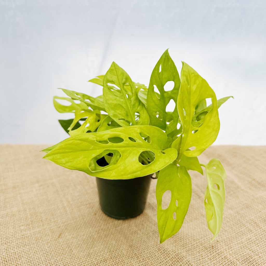 Monstera adansonii 'Neon'