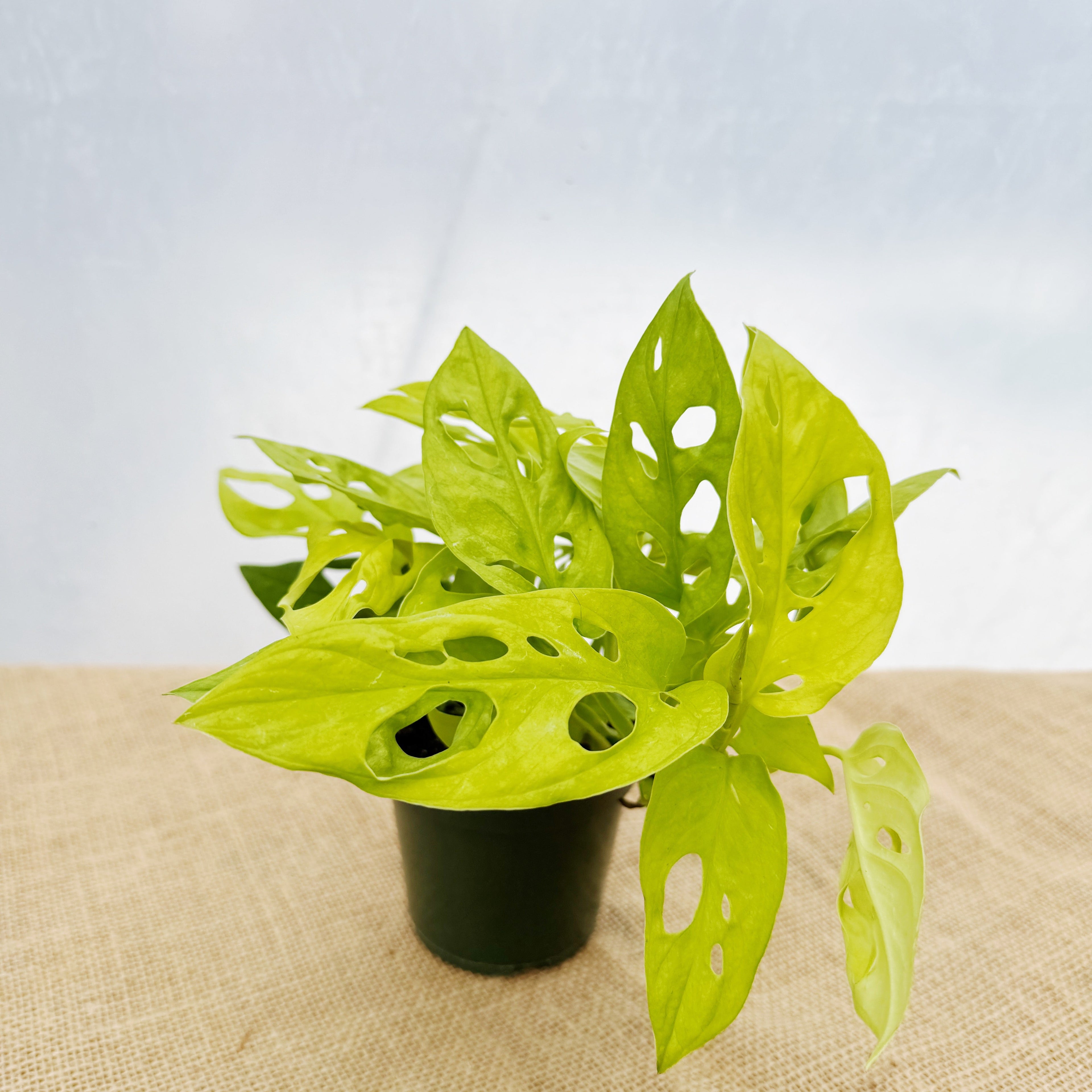 Monstera adansonii 'Neon' ~ Houseplant Jubilee Exclusive