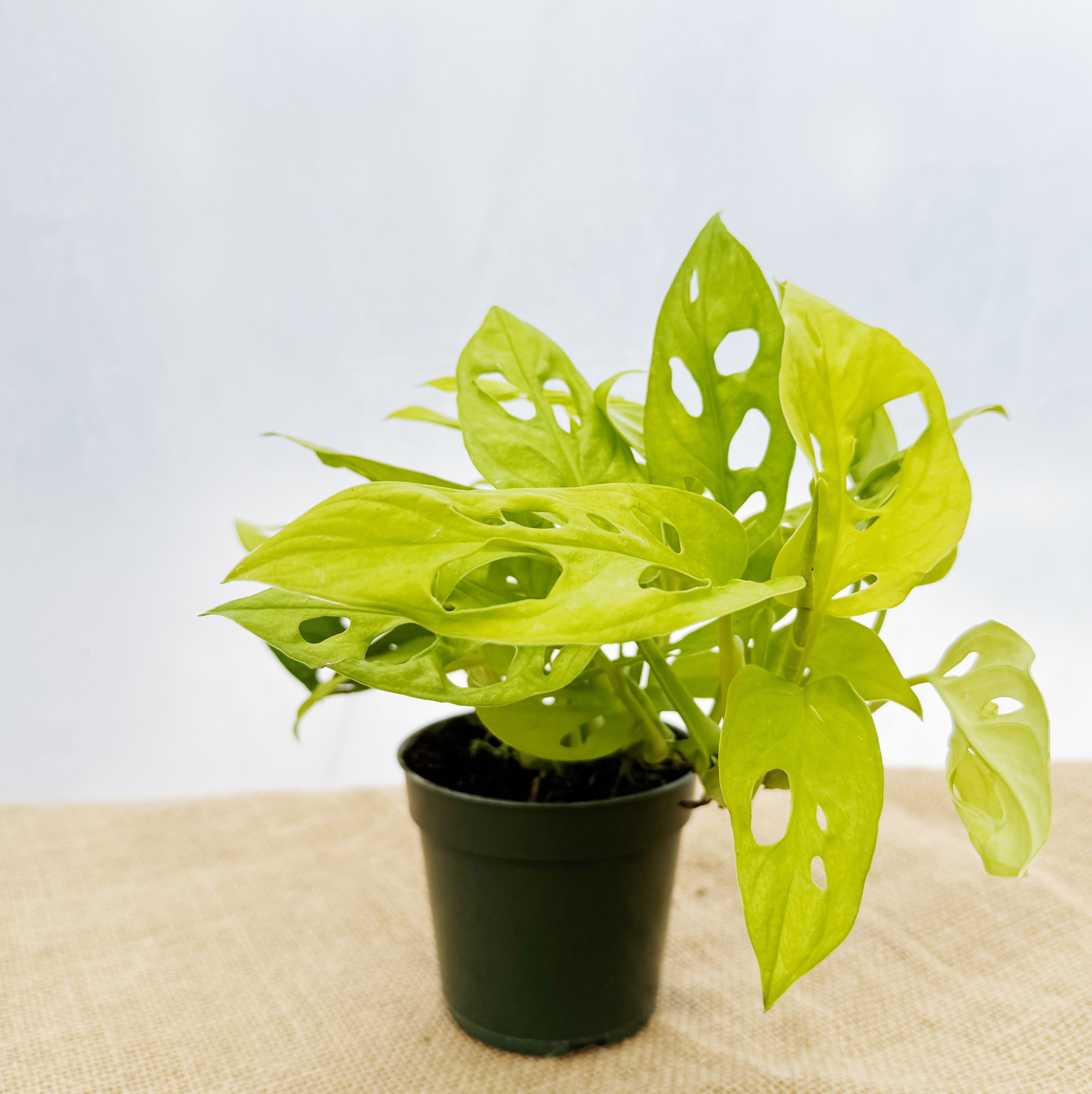 Monstera adansonii 'Neon' ~ Houseplant Jubilee Exclusive