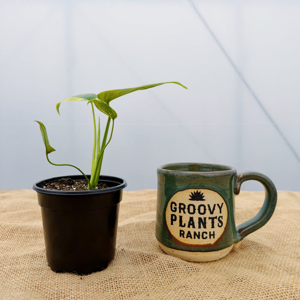 Monstera deliciosa 'Yellow Marilyn' ~ Houseplant Jubilee Exclusive