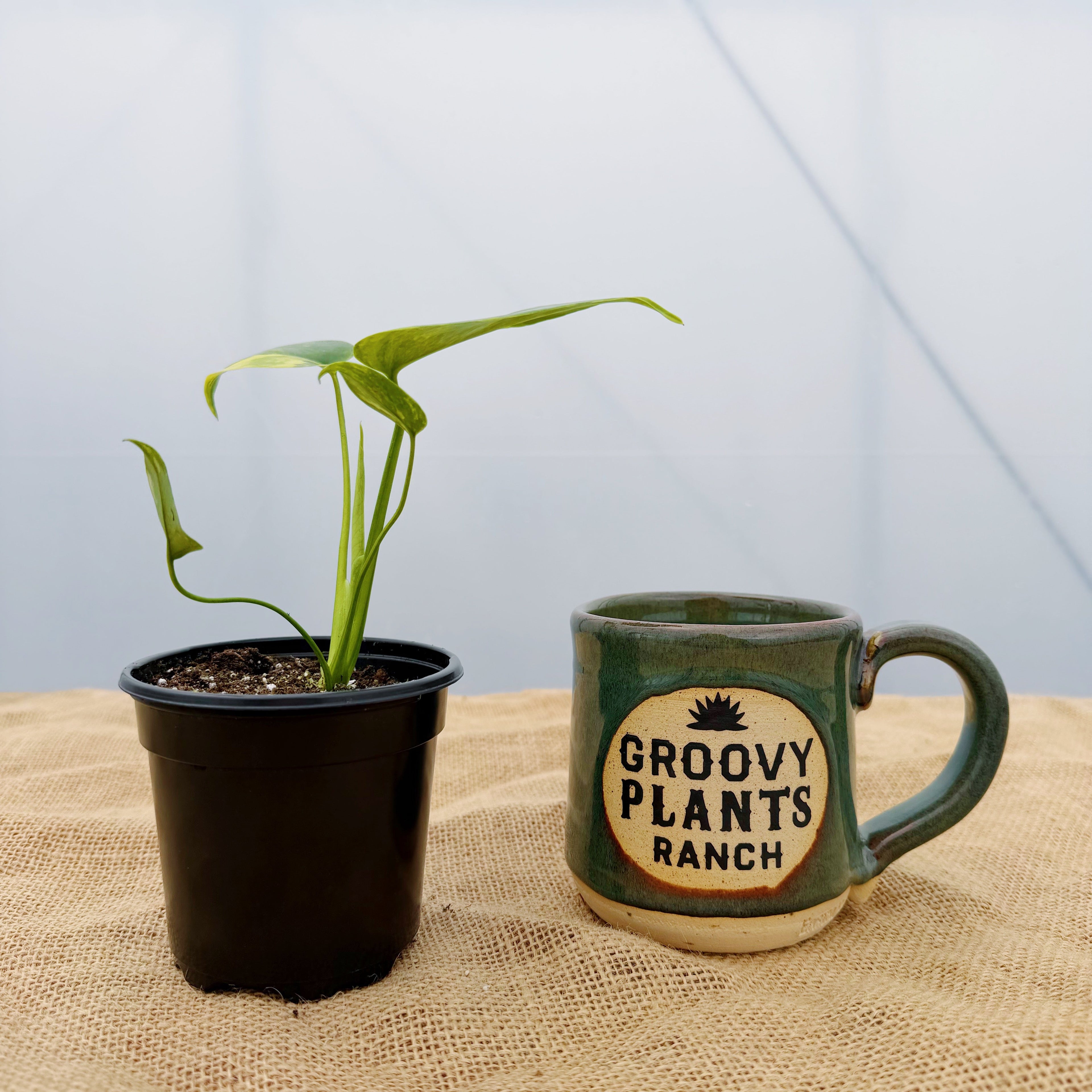 Monstera deliciosa 'Yellow Marilyn' ~ Houseplant Jubilee Exclusive