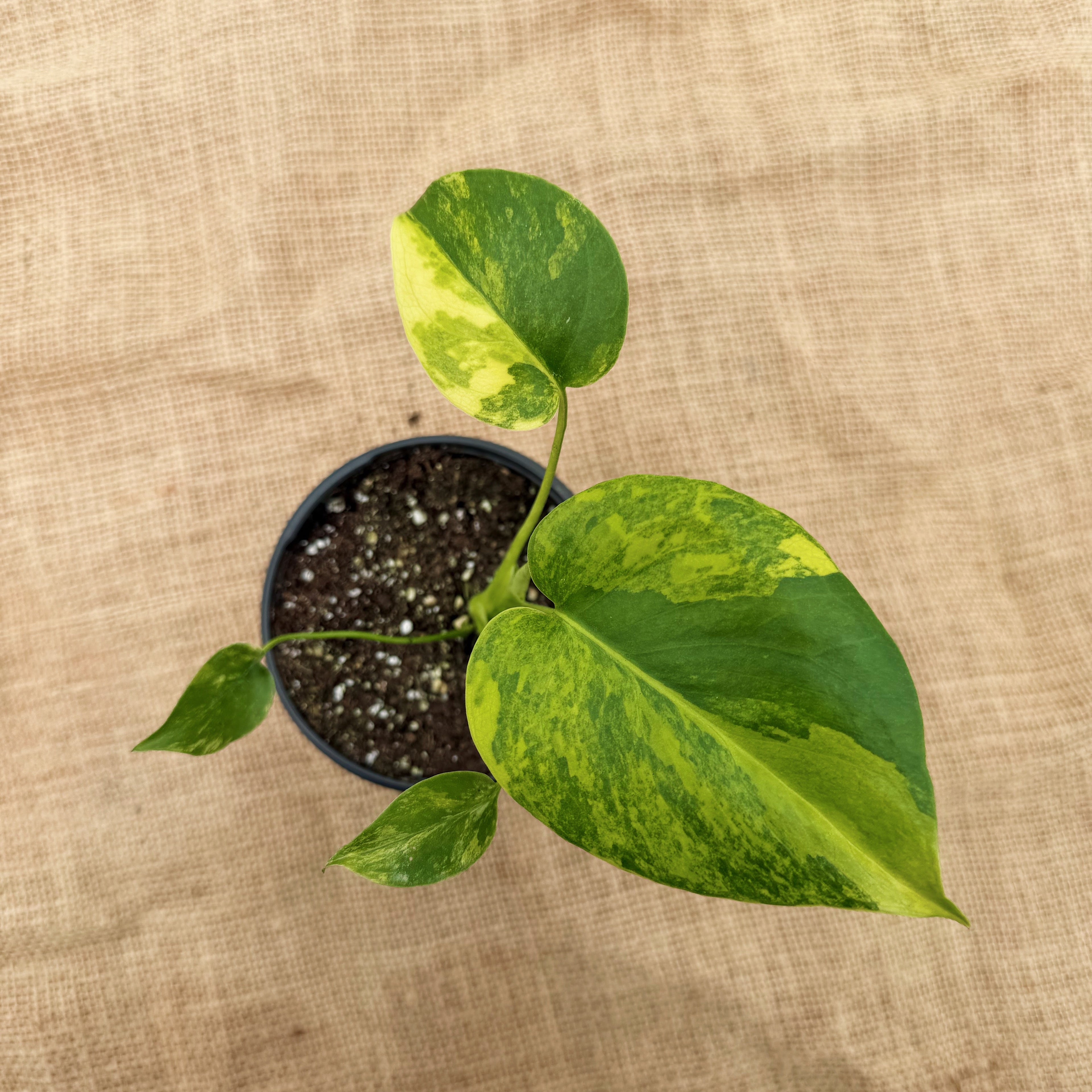 Monstera deliciosa 'Yellow Marilyn' ~ Houseplant Jubilee Exclusive