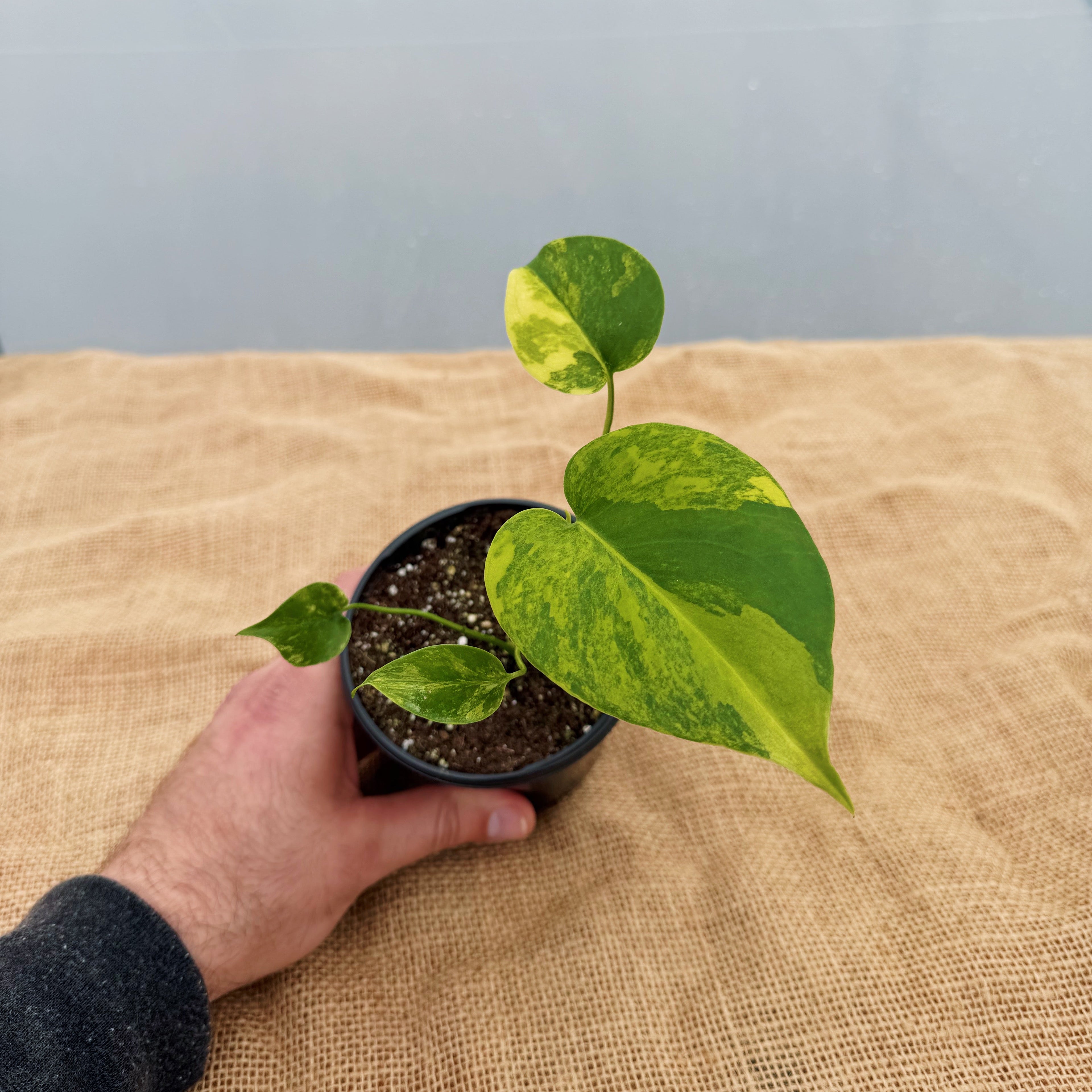 Monstera deliciosa 'Yellow Marilyn' ~ Houseplant Jubilee Exclusive