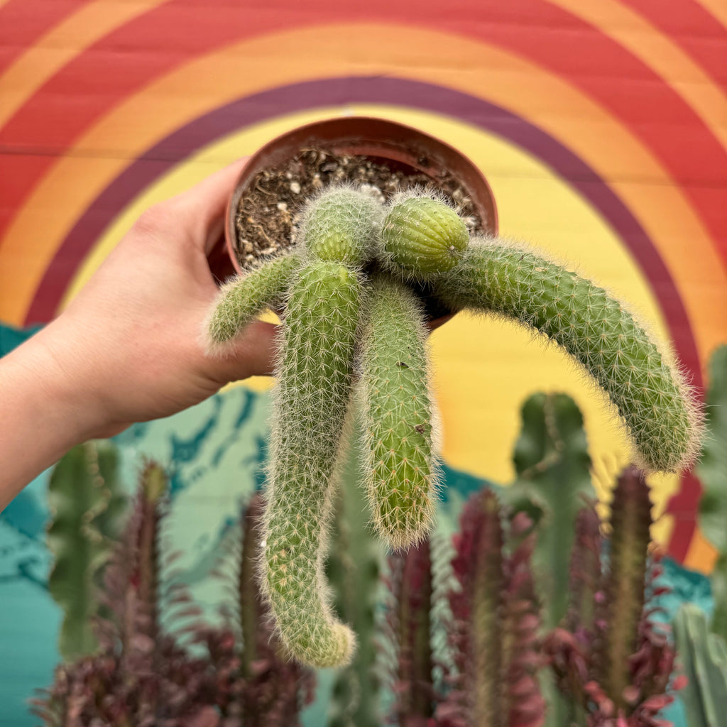 Monkey Tail Cactus ~ Buy Now for Pickup at The Ranch