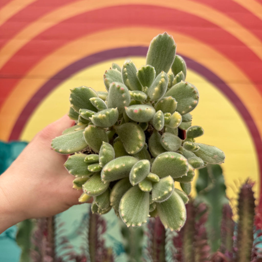 Variegated Bear Paw ~ Buy Now for Pickup at The Ranch