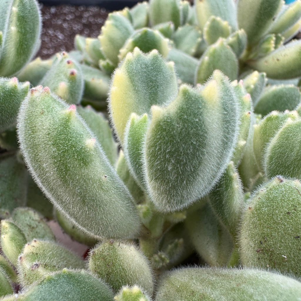 Variegated Bear Paw ~ Buy Now for Pickup at The Ranch