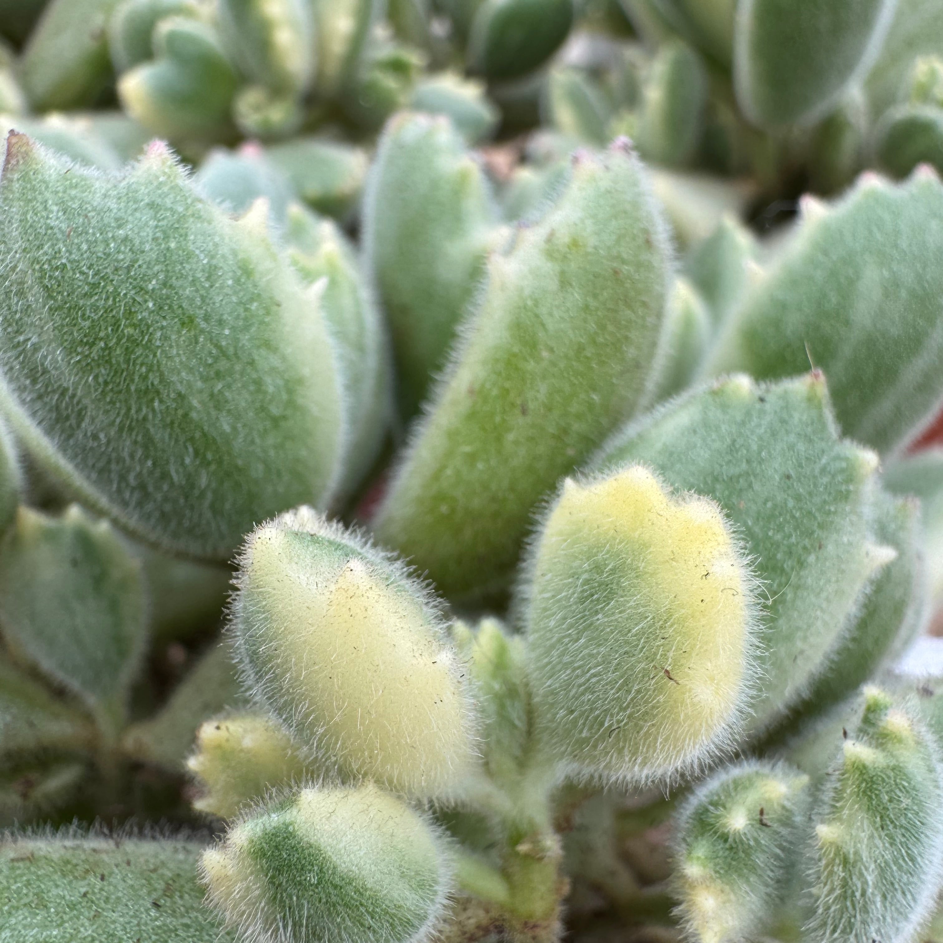 Variegated Bear Paw ~ Buy Now for Pickup at The Ranch