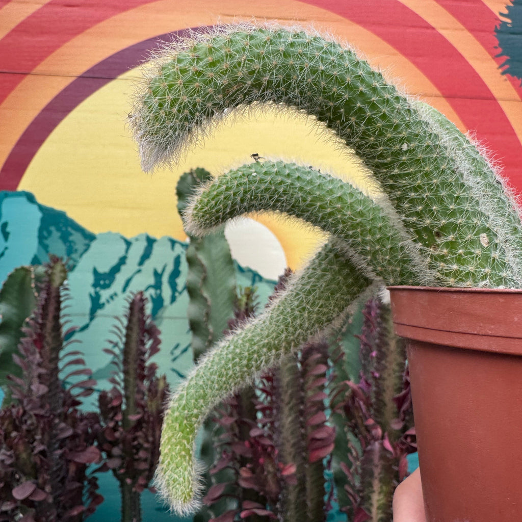 Monkey Tail Cactus ~ Buy Now for Pickup at The Ranch