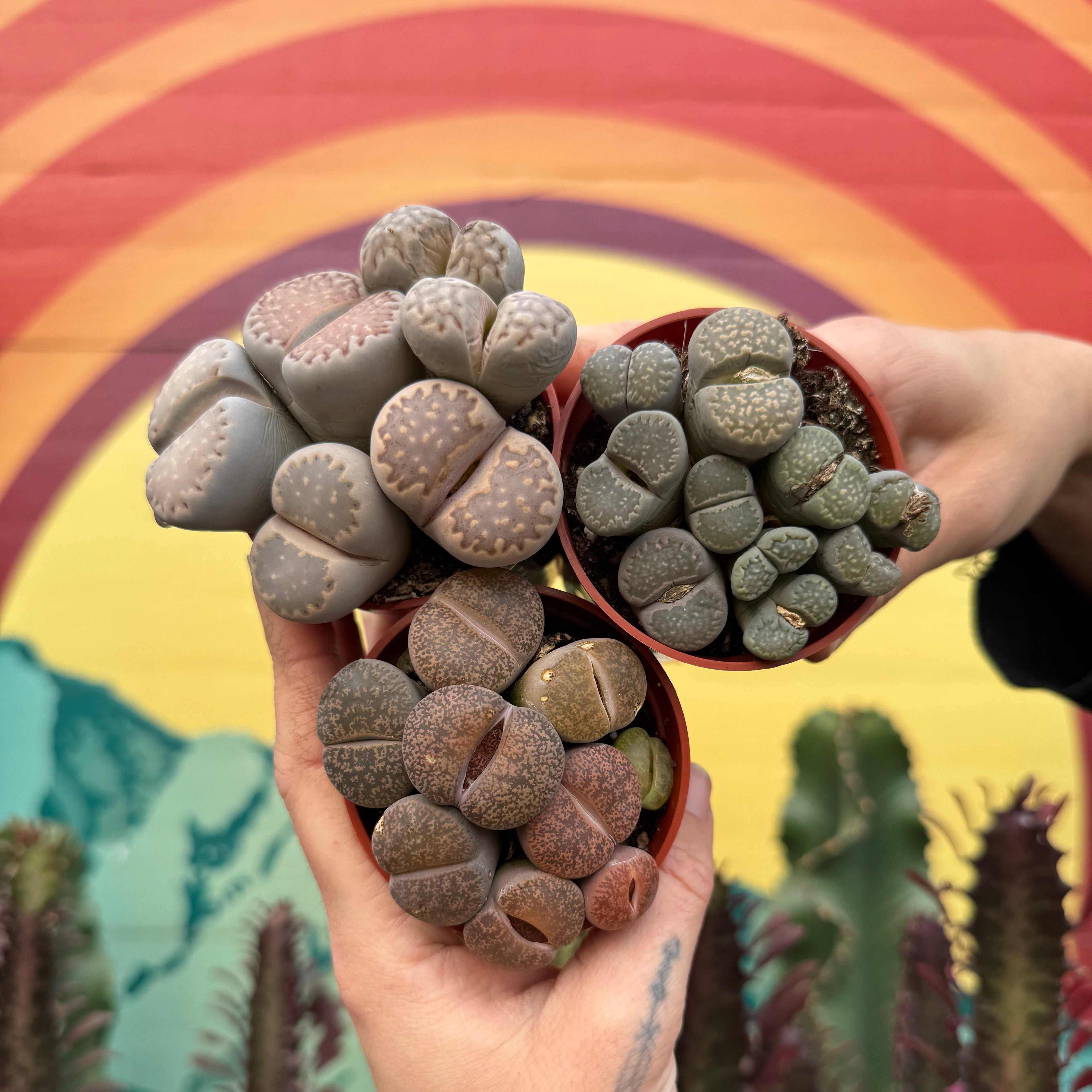 Lithops ~ Buy Now for Pickup at The Ranch