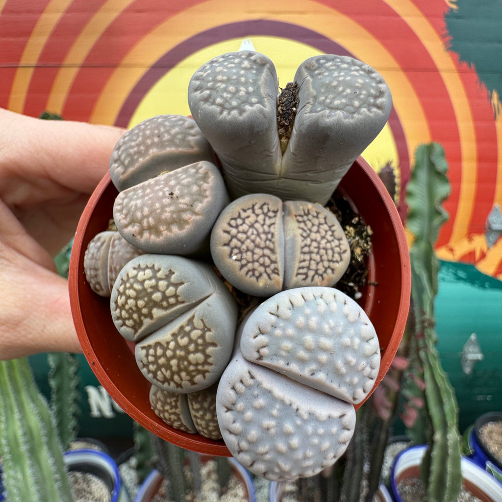 Lithops ~ Buy Now for Pickup at The Ranch