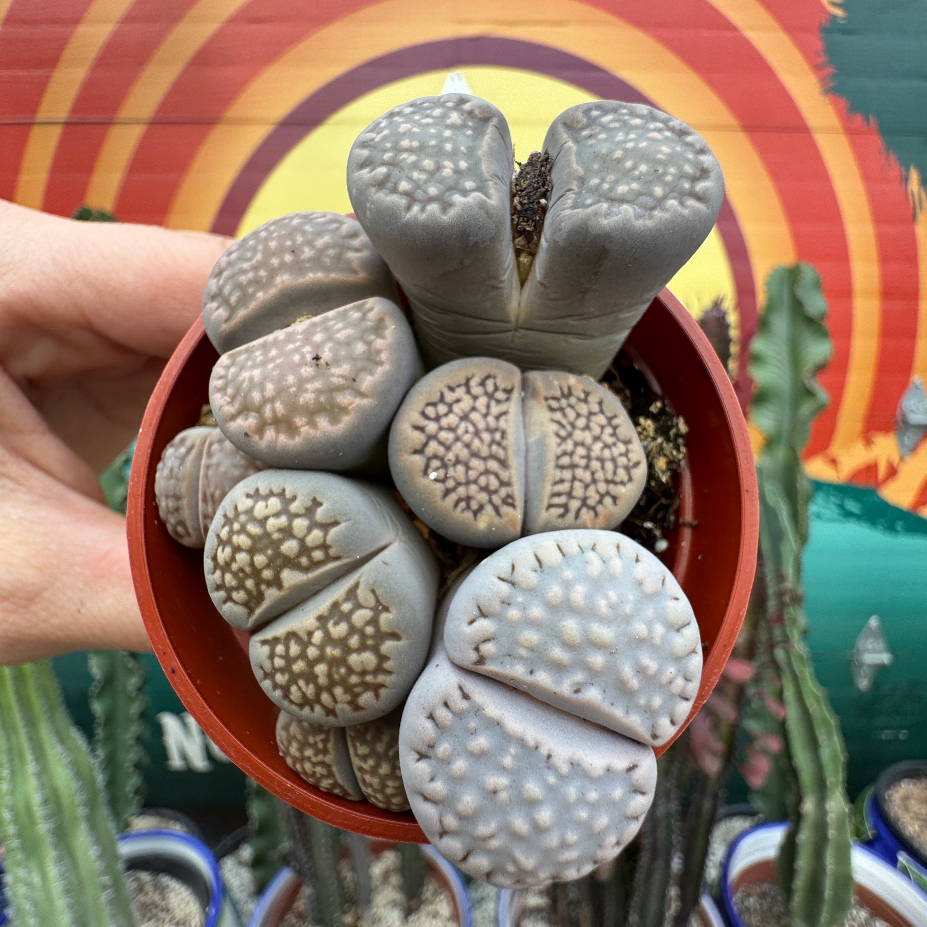 Lithops ~ Buy Now for Pickup at The Ranch