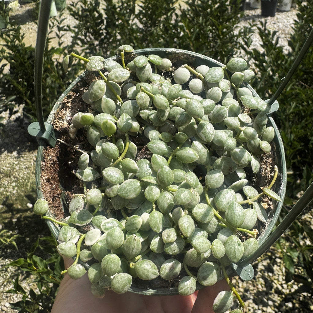 Variegated String of Nickles | Dischidia nummularia 'Variegata'